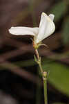 Florida hoarypea